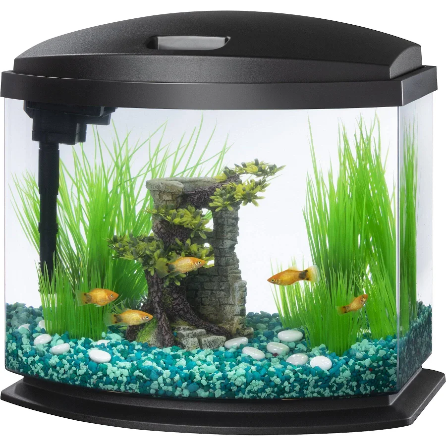 fish aquarium