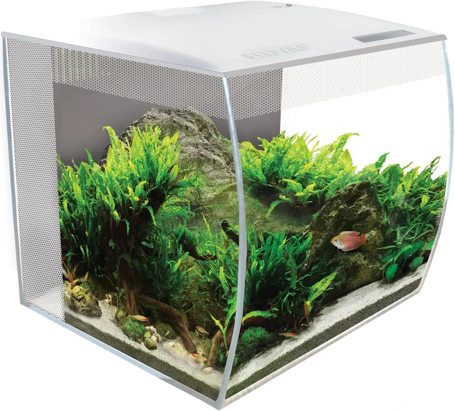 fish aquarium