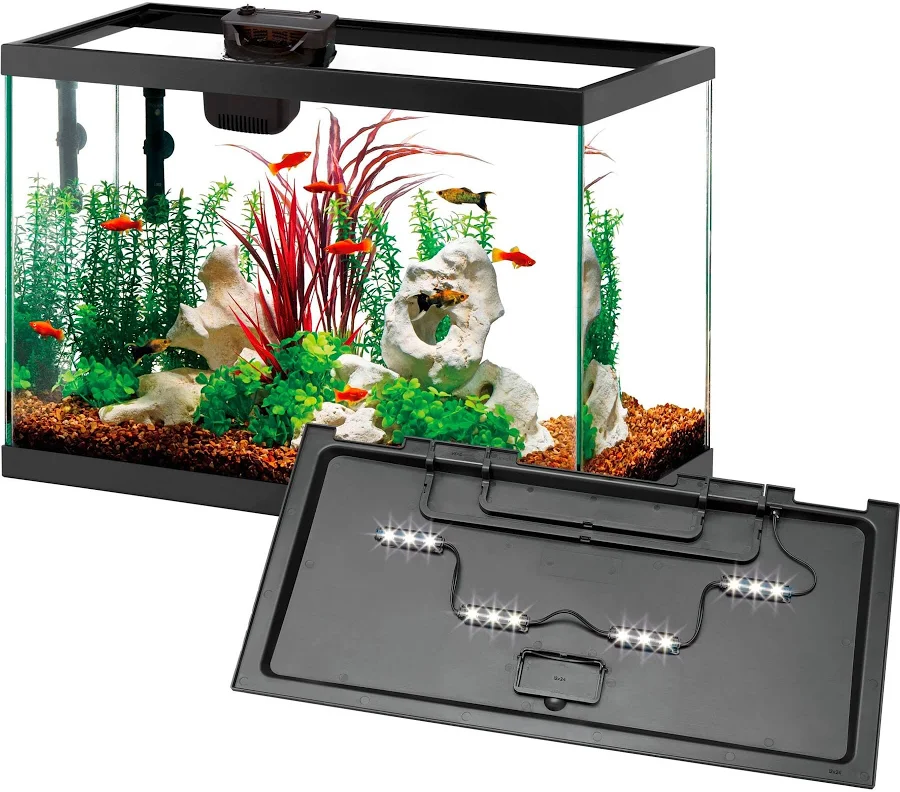 fish aquarium