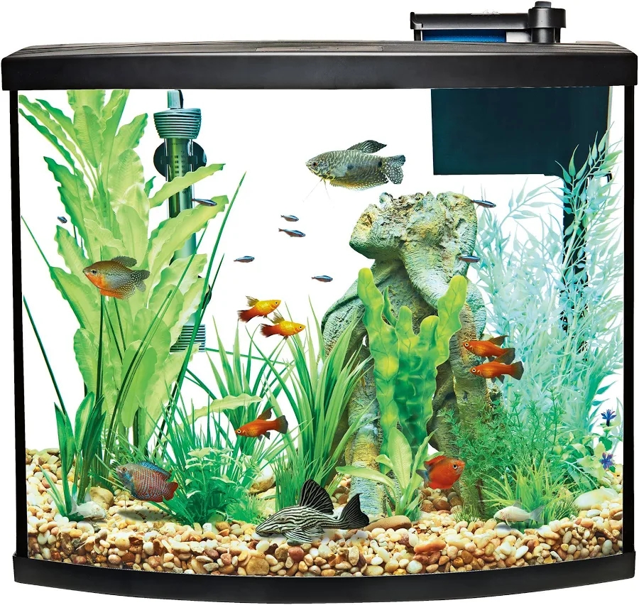 fish aquarium