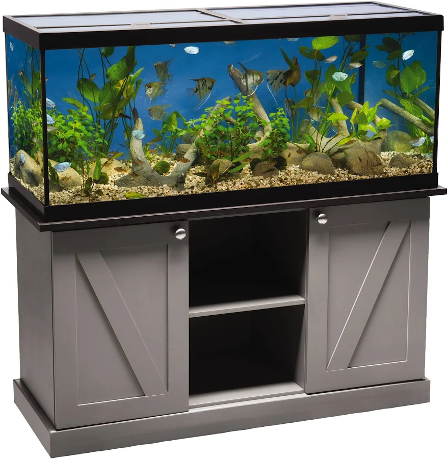fish aquarium